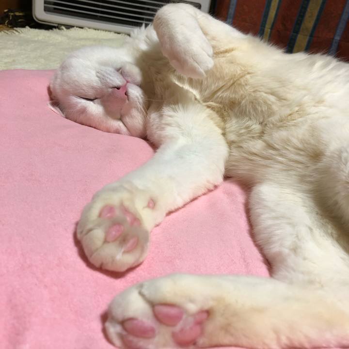 5b6cc2a4 2c7b 401f a42a ba7b0153b45e 1616237946987