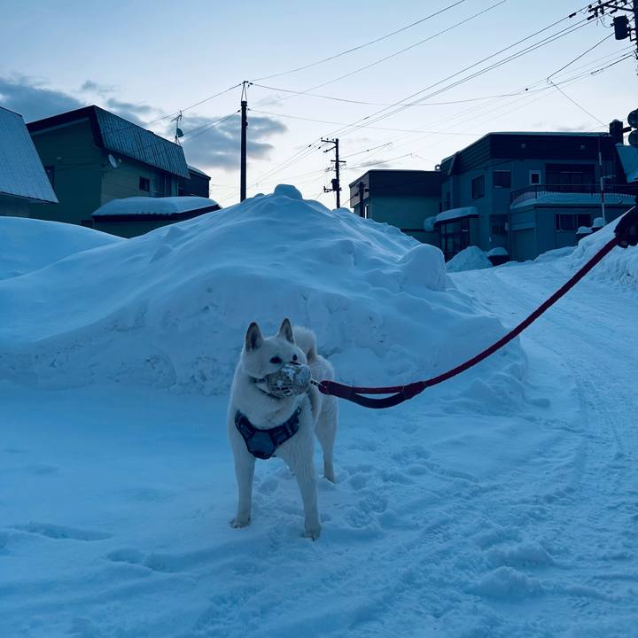 5b6dcd50 d4e3 40c4 9741 d08c9c6004b8 1736033888308