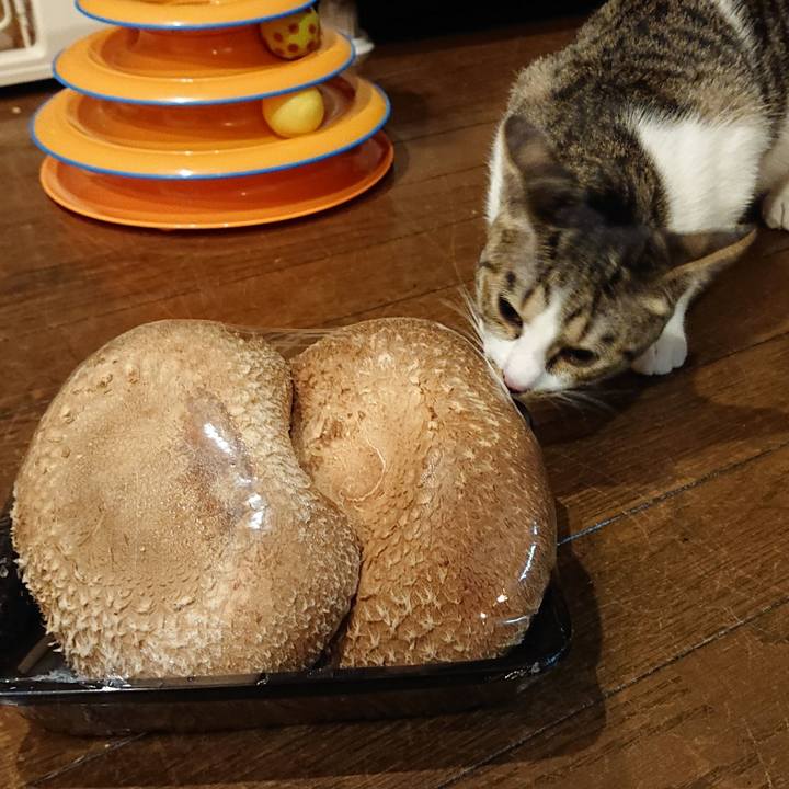 5b70e2ab c8fa 4bbb bfc2 77953ff107f4 1556062448316