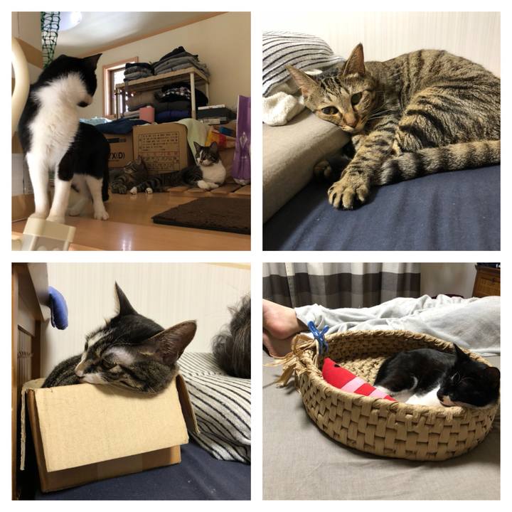 5b7a7c93 843b 45aa 891b e4542f22ae1a 1532098841660