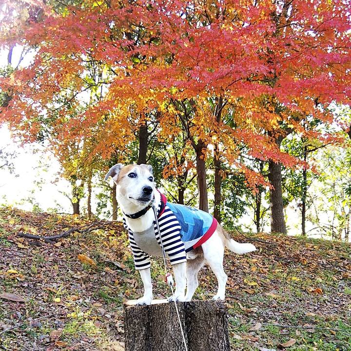 5b7fa339 f207 4e06 a809 51c842ea33a9 1543836606806