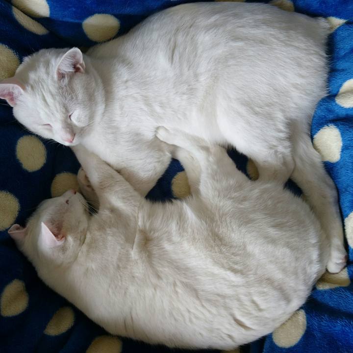 5b836d4c 10e4 4853 9ae9 873f6dccbac3 1514962633598