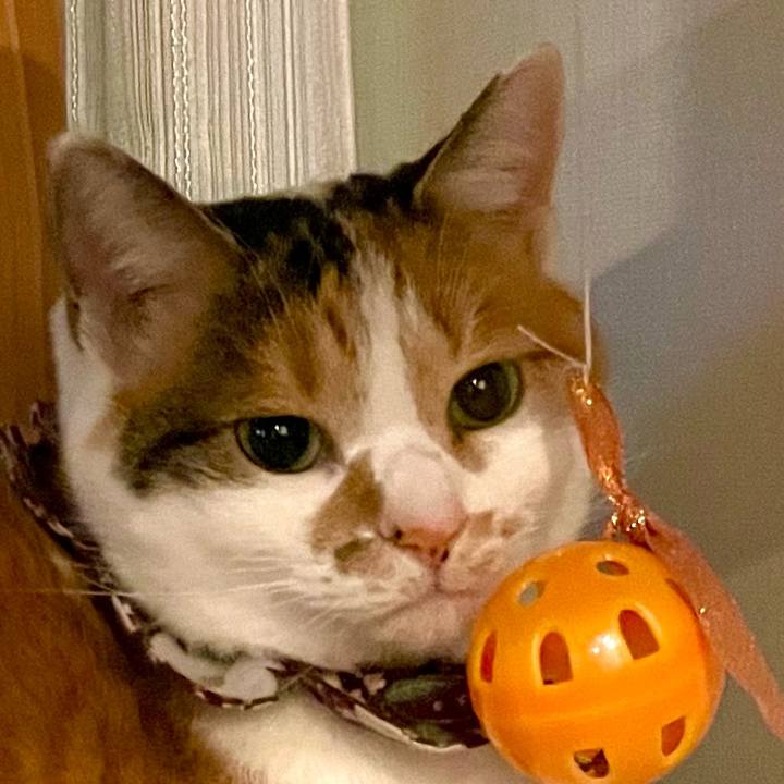 5b87a8fd 7a95 4fcb a727 7c5035942ca7 1736003442227