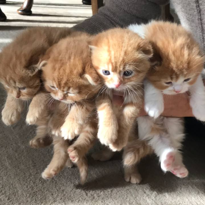 5b9d2da6 cfc7 4236 a0bb 0553bd73cfa9 1513597557282