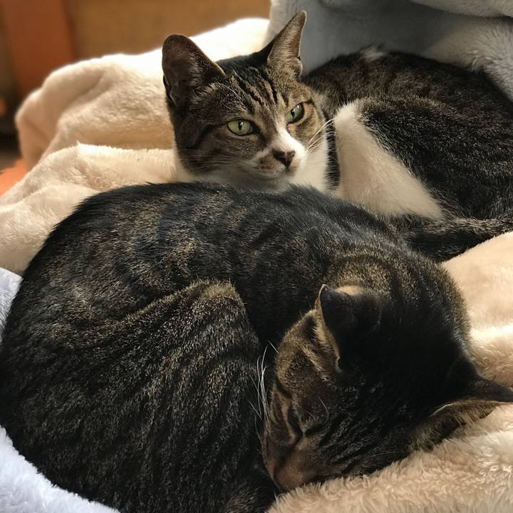 5ba062cd 4d24 47e6 8fcc 69edbc051419 1511141487057