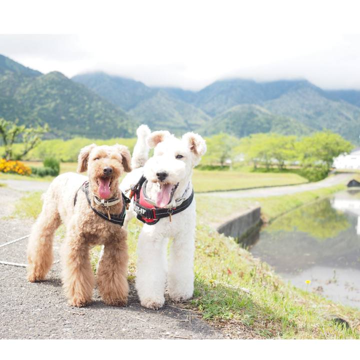 5ba4c78a 1fd9 450c a585 2ddea6216cdb 1588586117275