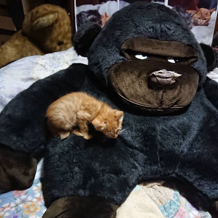 5ba4fb70 e4a8 4d1a b67b 5555074fadab 1627819643953