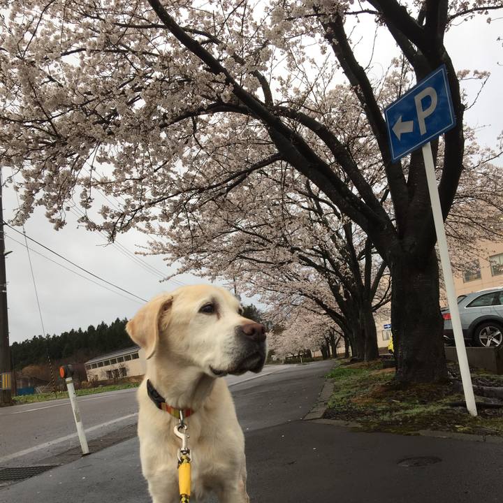 5ba5602f 90da 4ad4 93a8 d2f6bdb7b33a 1523050911205