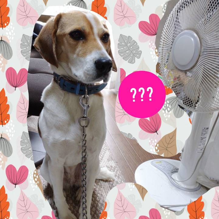 5ba9a215 41a0 4039 8579 1660f8a1608f 1608348584278