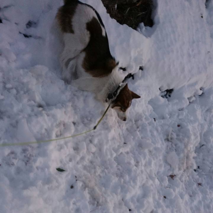 5bac3165 0c69 4ba0 b2df 9e74d9826858 1517362624494