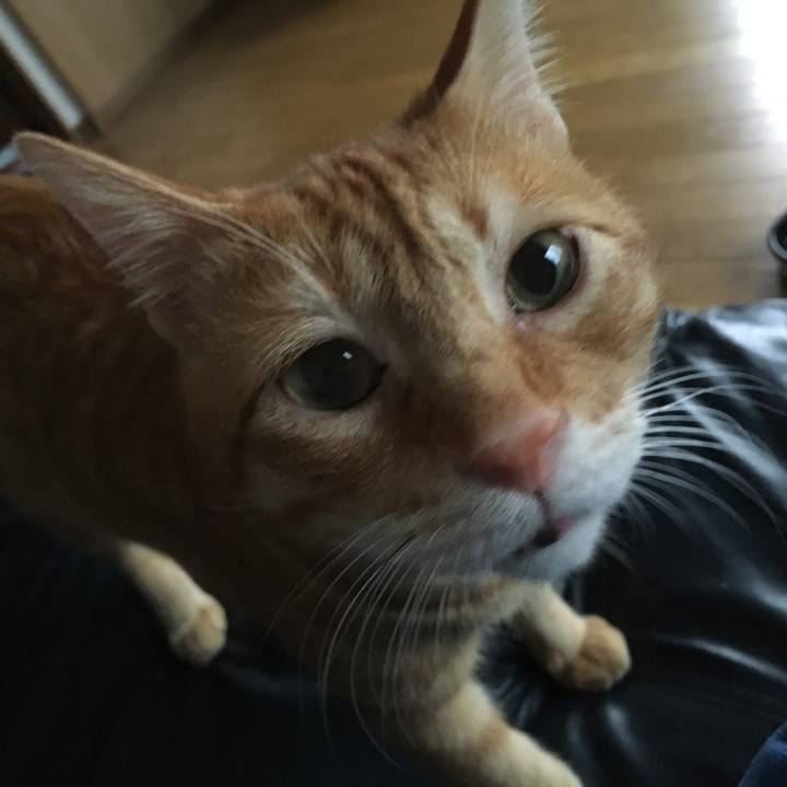 5baf15e0 10c8 42c6 8d8a b5b703f2a1cc 1534841168821