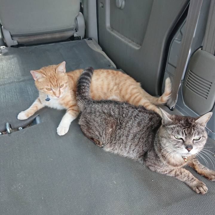 5bb49e9a 2188 4a66 bb27 34c8c7439cce 1560332821254