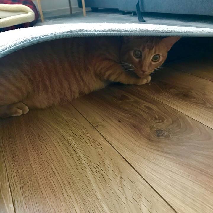 5bb57421 ad77 4d7c b20c 6e5aa3d676b0 1603541939190