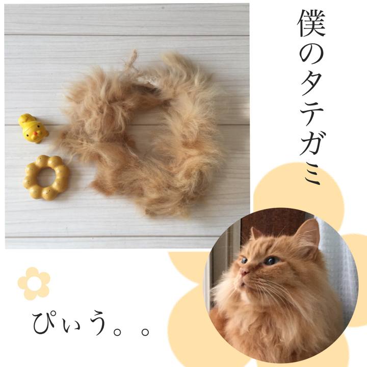 5bb8dc71 d22f 40ff 92b9 2c545cd3449a 1516743487067