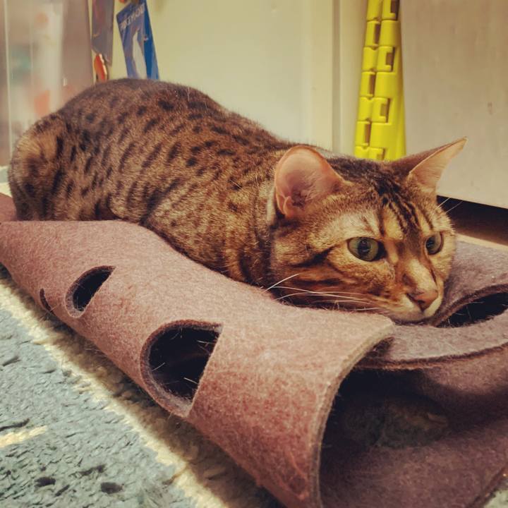 5bba8e16 7238 44ca b40d 8809efa4aa92 1587510111994