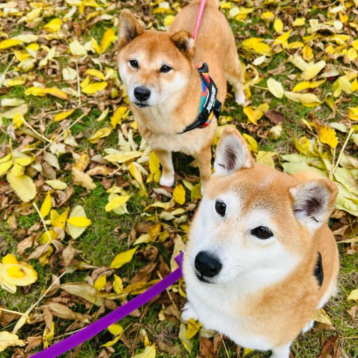 5bbe9606 19d7 43c7 8b66 0aafa07cc8b4 1761446598676