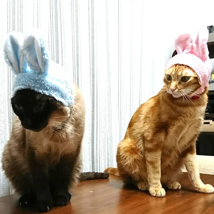 5bbfaedc 1c1f 412b 9417 1efb9a9e2674 1522573094640