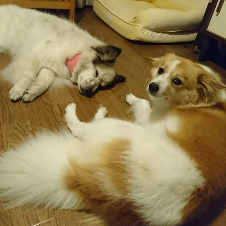 5bc0fc8a 7ad8 4d0e 9116 f72d8490189e 1597926292774