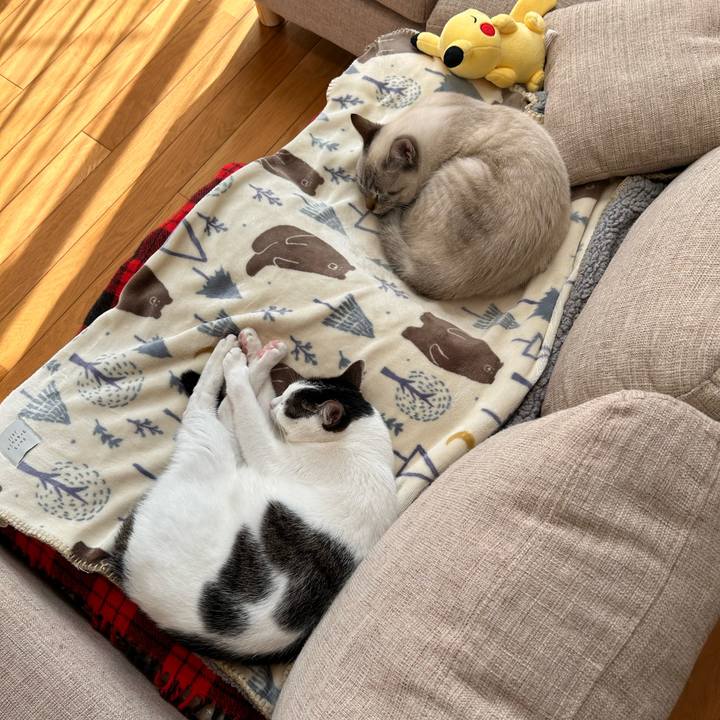 5bc36465 3fae 4730 84c9 fcdf34f827d2 1734933342900