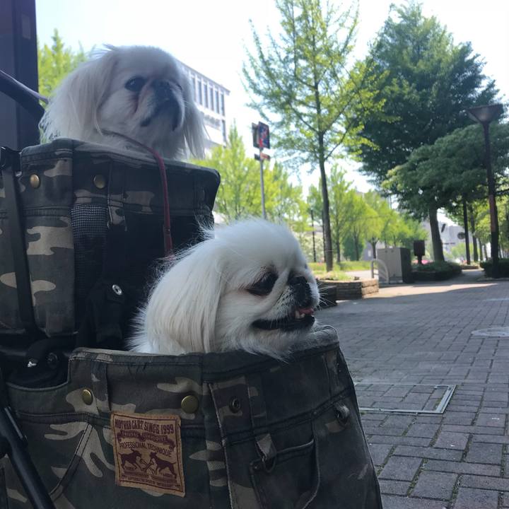 5bc52e1b 6cff 4a18 aec0 c374a5172fb3 1524358708035