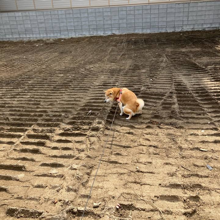 5bc69bfe fb34 4c66 9a95 fbb7c69278b2 1617879897713