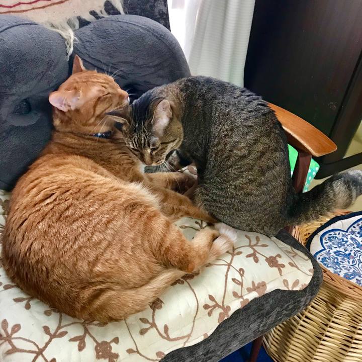 5bc6dd5c 3430 4e2f 8f24 9331daa7f39b 1532582000408