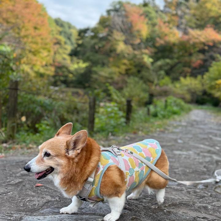 5bc80cc6 022e 4119 990a 2921466a5840 1762596109529