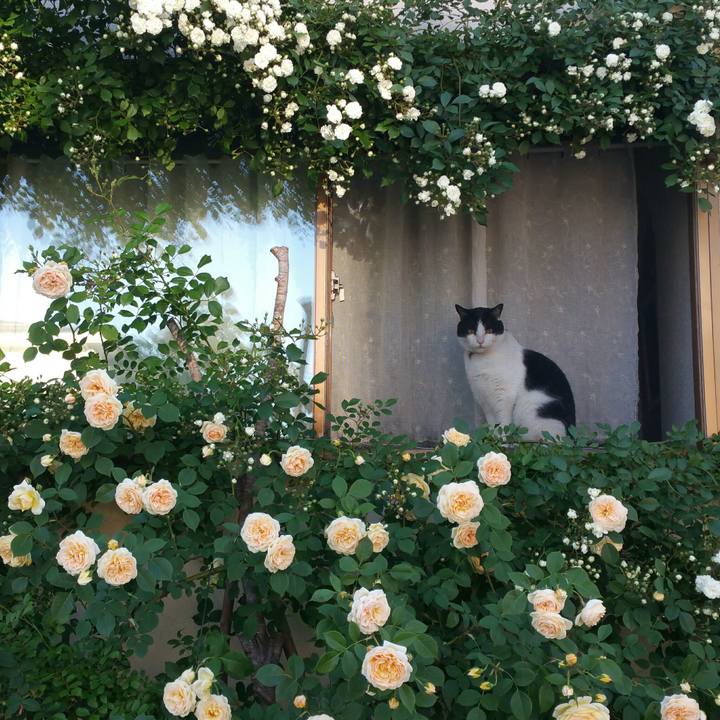 5bc86eaa 3d83 465d baa8 e3800071ecba 1559210404641