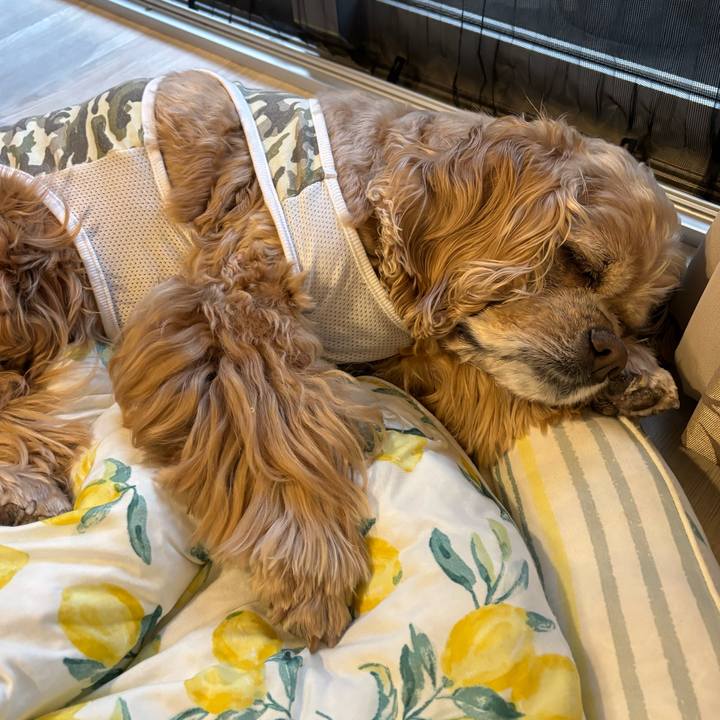 5bc9d853 69ca 46d1 8d24 c2c8e490fdcb 1775053259625