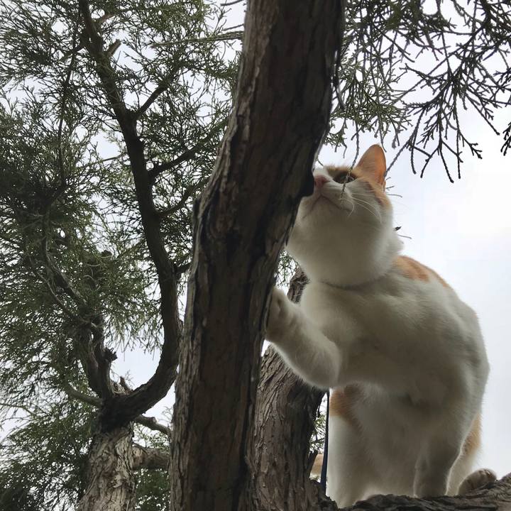 5bca69b8 a317 4541 8684 40b868b4a2fa 1522547733230