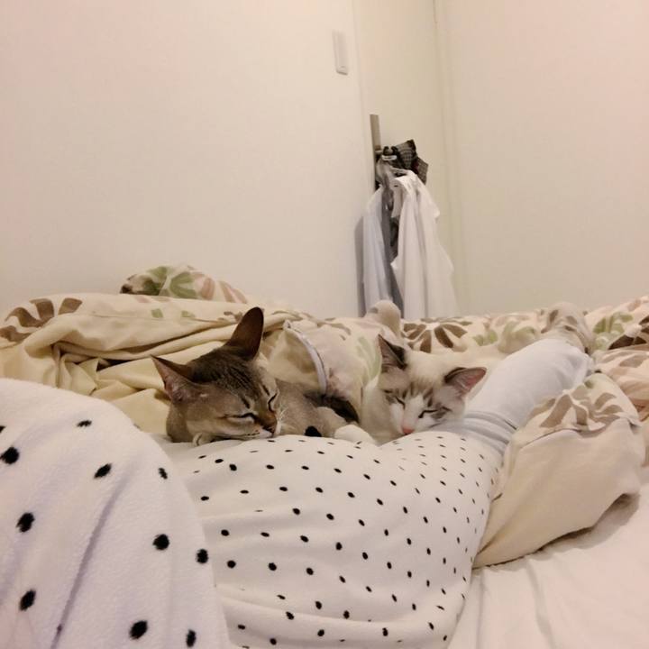 5bcae219 4159 4bec b6fa dc33b4d65212 1513777494846