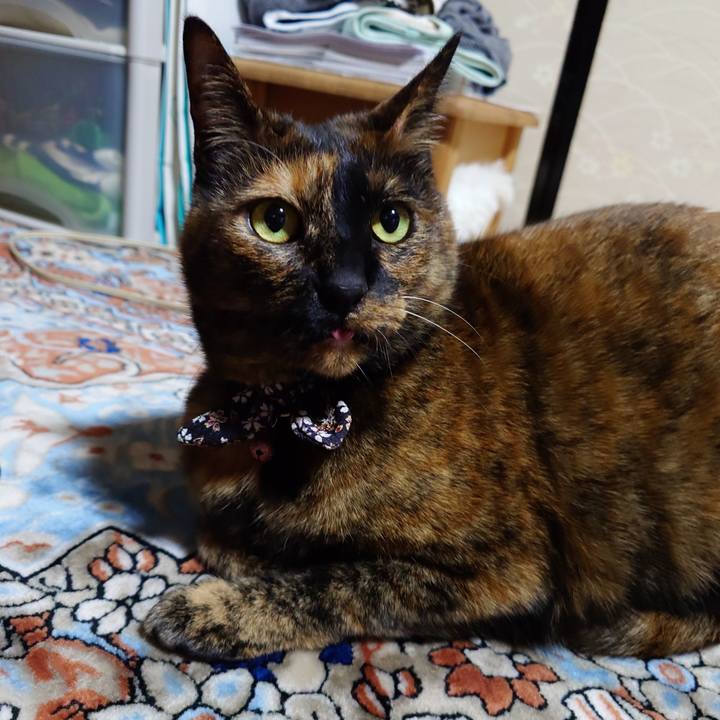 5bcb3bcb 98c9 42e7 94d5 7fed6620484d 1740914679281