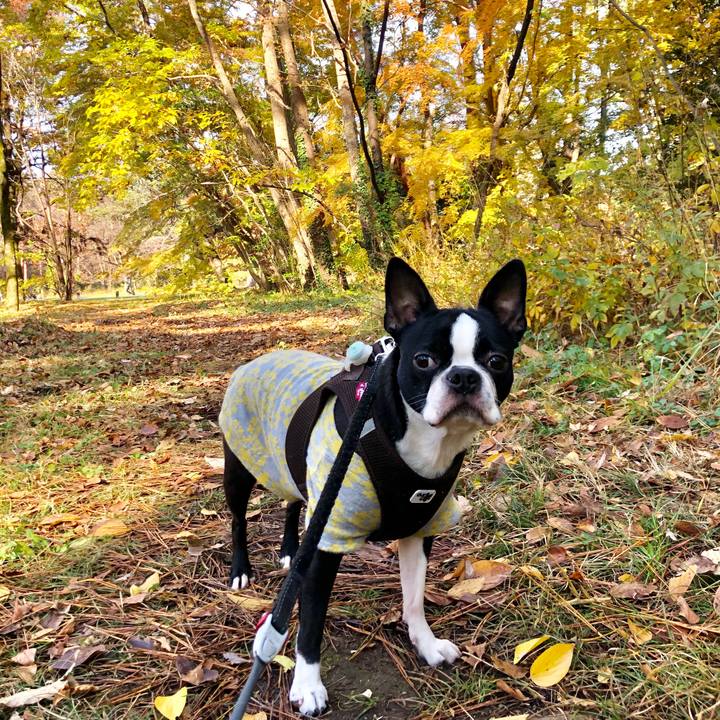 5bcceb82 5dad 41fc b1af f3454c9c8e2f 1576480831431