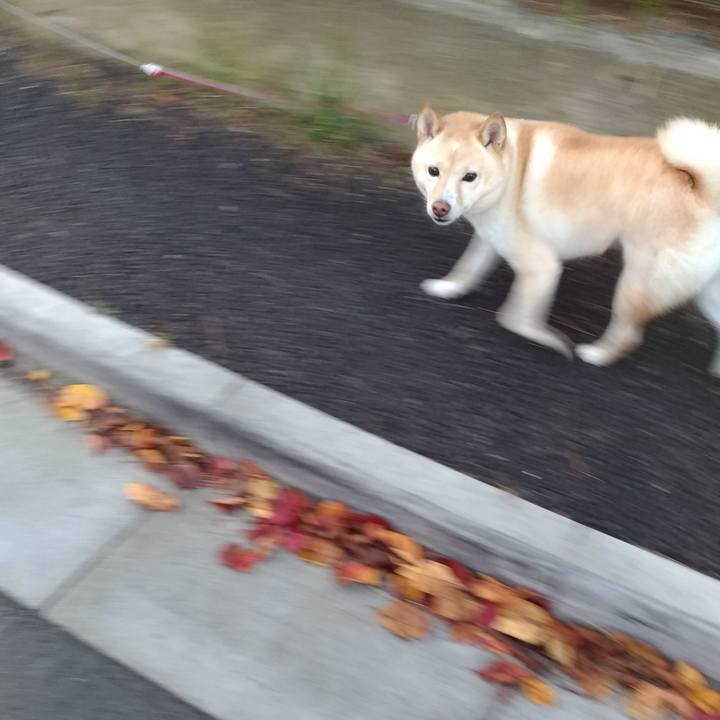 5bcdda7e 9d7b 4d9d ada8 e1ba128fe327 1604960474386