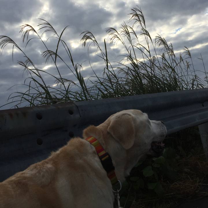 5bcde11b 4e5e 440e 8278 6377f2e1d94b 1542366345708