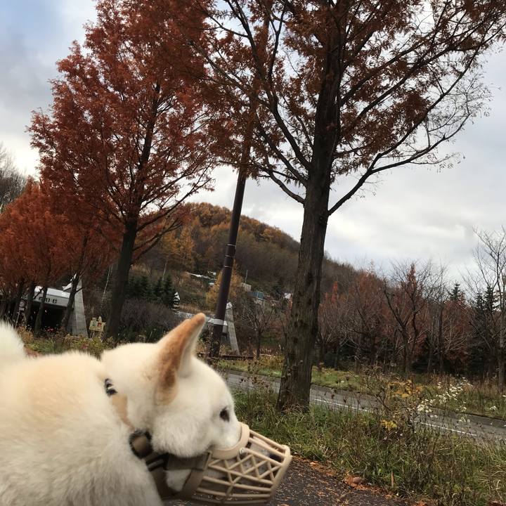 5bd43050 4c7e 47ac b696 aa7e97a8d720 1542367423597