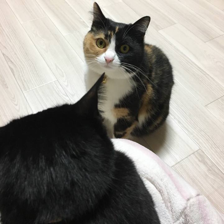 5bd5d1ac 4f8b 4f1c 8a41 626610740b7a 1515340321044