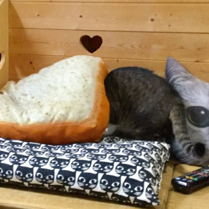 5bdb2f67 05fe 4bdb a20a c5d47da7825b 1553083919010