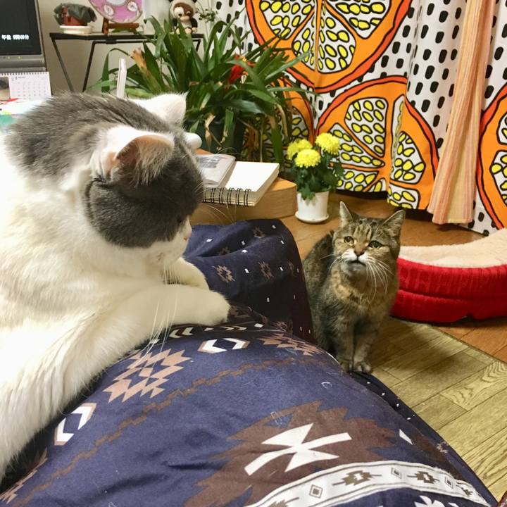 5be026c3 0508 4974 a5b1 7f113a429529 1517412099494