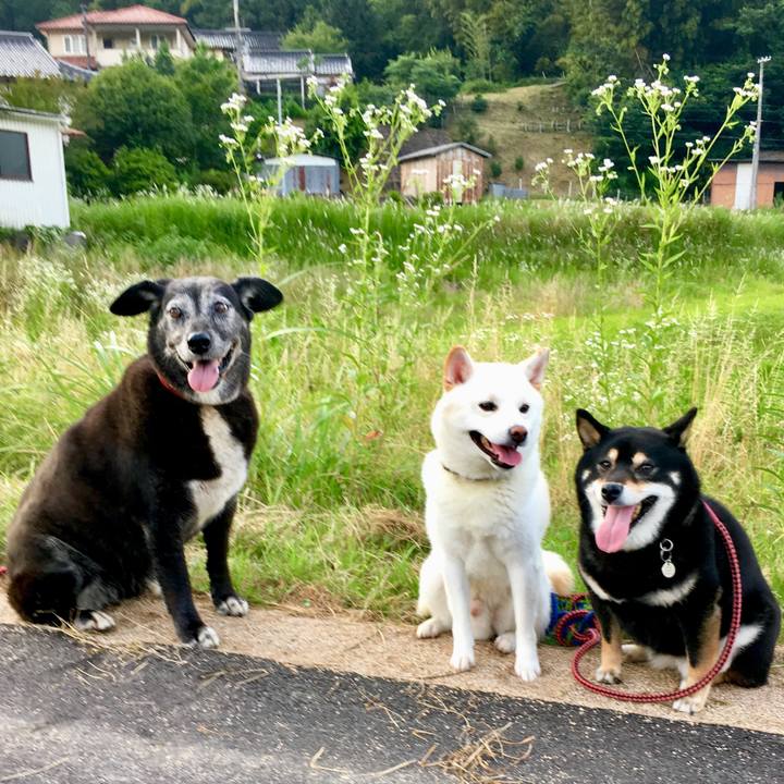 5be216f8 85a1 471e 9466 de87ed7be826 1529573433028