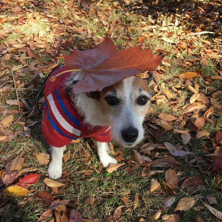 5be30f7f aa1b 4e4a 845b 55b51fb6caa8 1605569498977