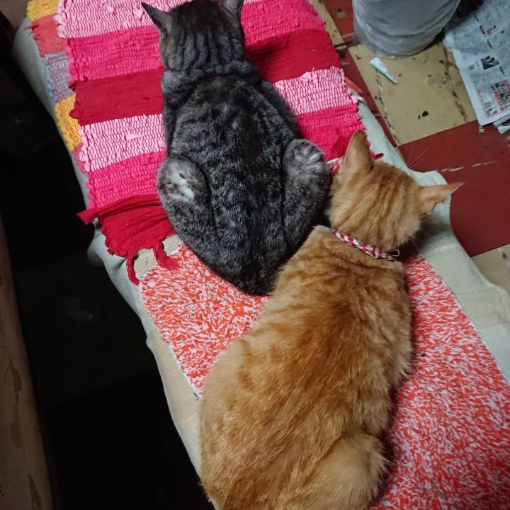 5be5df2b 6274 407a 86bb 25ce0a336b8f 1559903103837