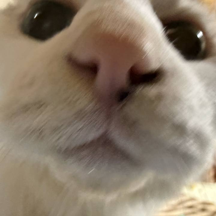 5be69fcd e4e0 436f 95e8 e214bce94dfe 1762725771552