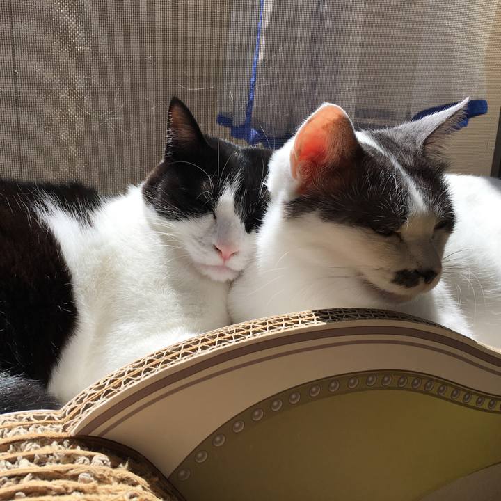 5be8ba71 c435 43f4 8745 0583669fe95c 1586566058576