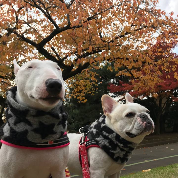 5beaad2e 860e 403f bdfa 24ca44ec1cc1 1512022290193