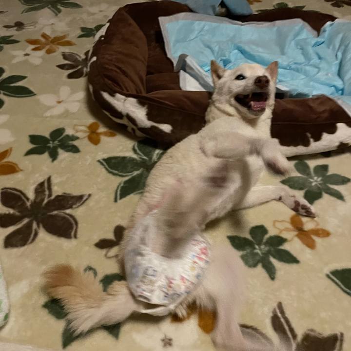 5bf08fd5 2ef5 4bc6 9507 a4b7d31aa1cf 1668881564860