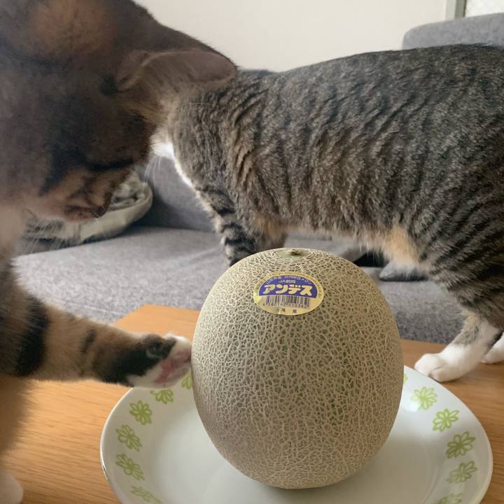 5bf0a2c9 1f4f 4a01 93e5 161eae3d5511 1564703854717