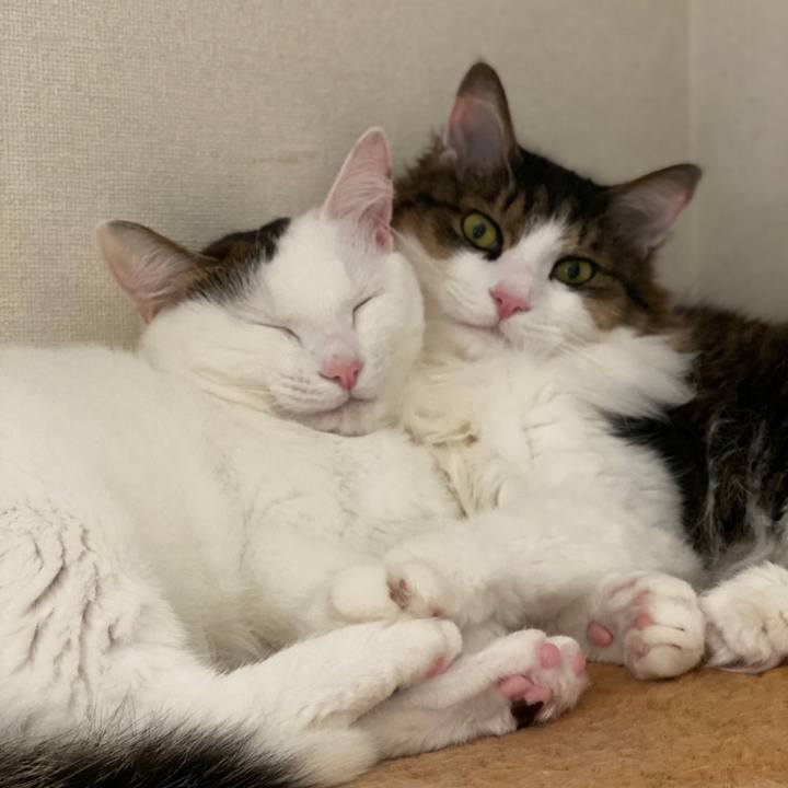 5bf0bd99 d1b4 4bed a630 6920641a76d1 1574834811289