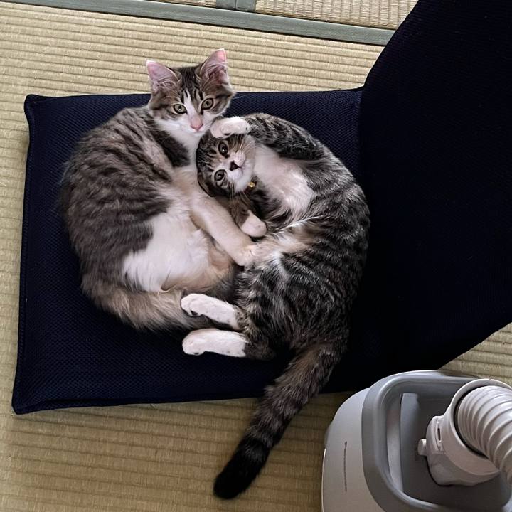 5bf306ac d356 494d abba c1f052218912 1692425251695