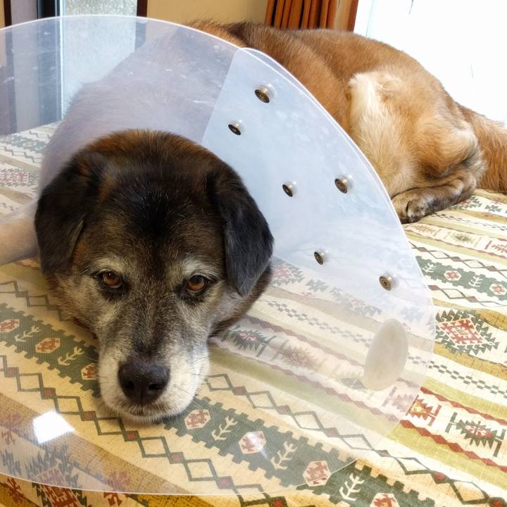 5bf528e5 3211 44d9 b018 61aa819b7609 1527743322334